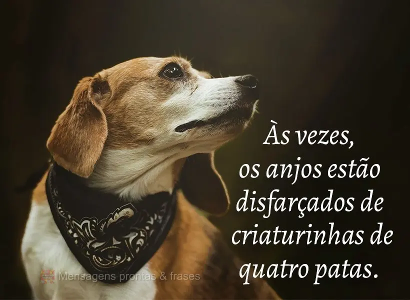 Às vezes, os anjos estão disfarçados de criaturinhas de quatro patas.
