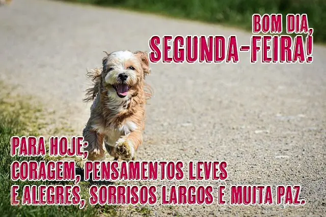  Para hoje Coragem, pensamentos leves e alegres, sorrisos largos e muita paz. 
 Bom dia, segunda-feira!